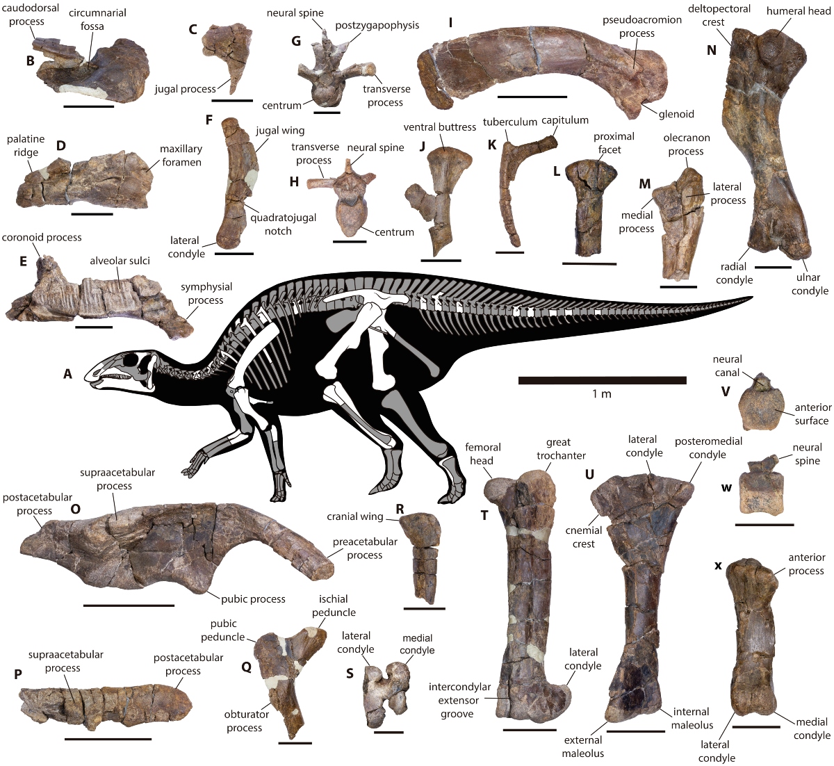 Cuantos fosiles de dinosaurios se 2025 han encontrado